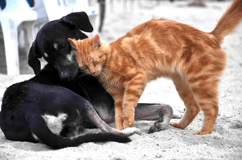 Why Fostering Pets Might Be the Pet Hack You Never Knew You Needed