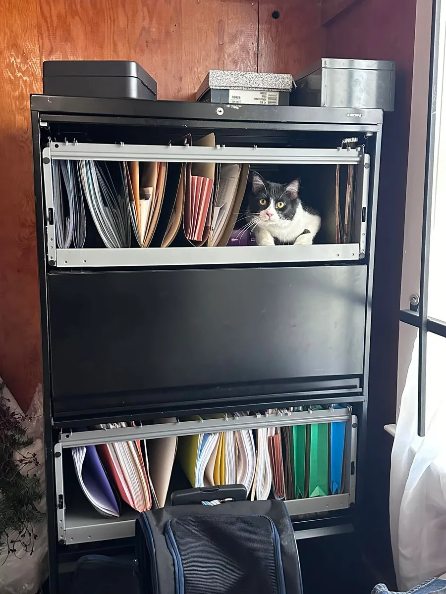 Oliver the cat sitting inside an open filing cabinet drawer, nestled among the hanging folders.