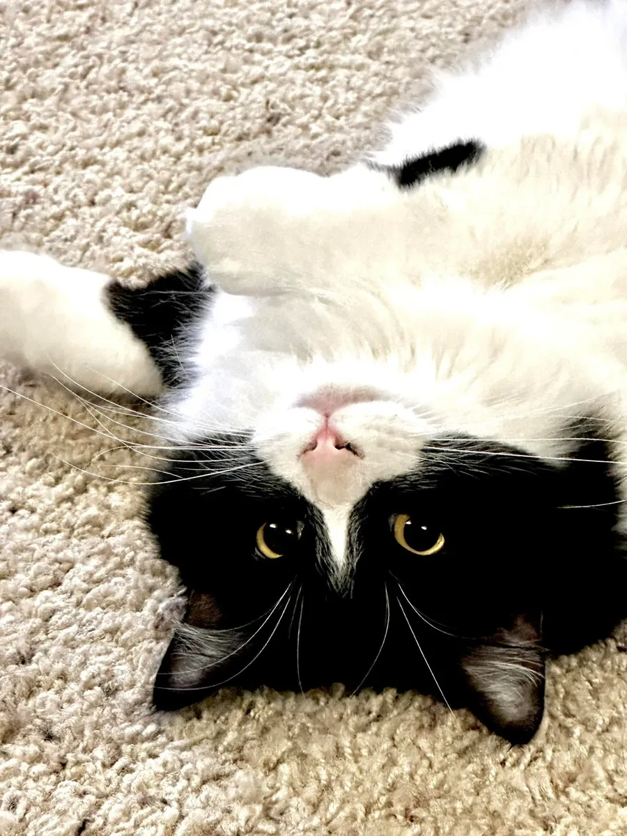Oliver the cat rolling on his back on the carpet, looking up at the camera.