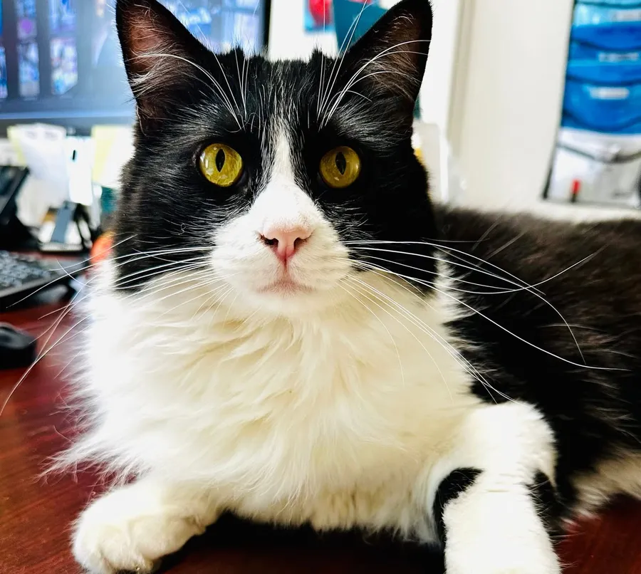A close-up of Oliver the cat, a black-and-white tuxedo cat, staring directly at the camera at the Interfaith Denton office.