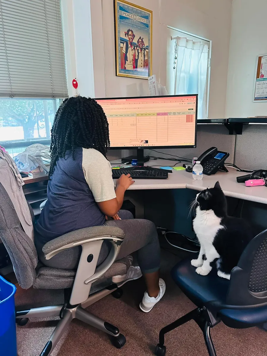 A staffer working at her desk while Oliver the cat sits on a nearby chair, watching over her shoulder.